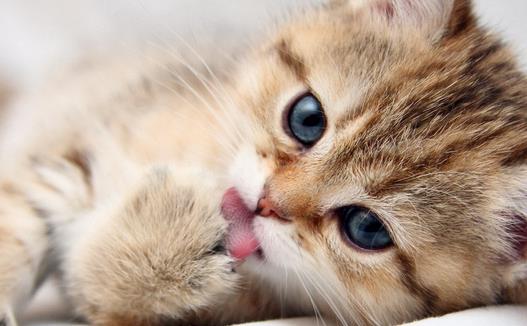 �����߲�����ǣ�è���γ���ʲô��