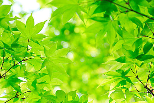 �����������ϵͳ̽��ֲ��İ���