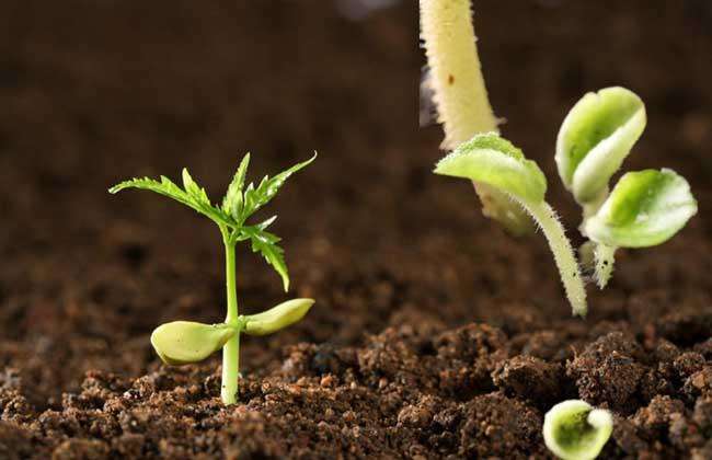 ��Яʽ����Ӫ�������