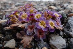 垫状植物改善泥土环境