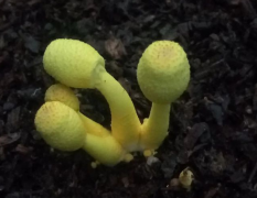 ����׽���������˾ӳ��н���