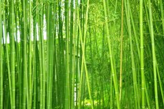 ֲ�����Ҫ����������